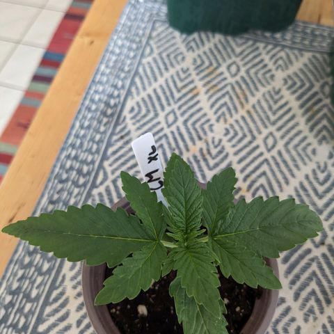 Cream Mandarine XL Auto - 1. Versuch Top und LST auf Südbalkon  growlog photo: Umgetopft in 20L Endtopf 