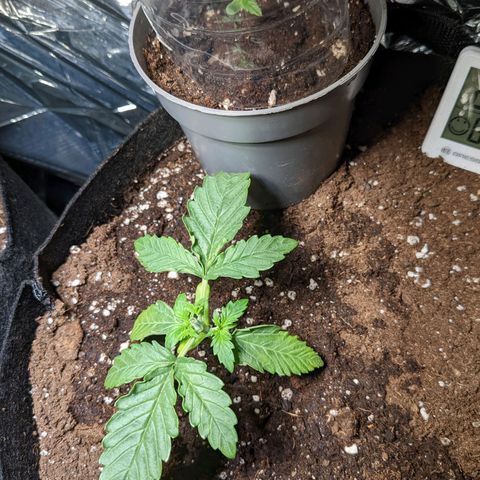 Cream Mandarine XL Auto - 1. Versuch Top und LST auf Südbalkon  growlog photo: Topping