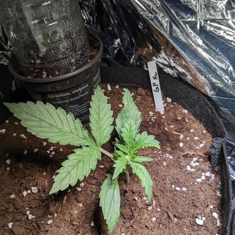 Green Poison XL Auto - LST auf Südbalkon growlog timeline photo