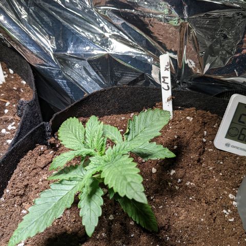 Cream Mandarine XL Auto - 1. Versuch Top und LST auf Südbalkon  growlog timeline photo