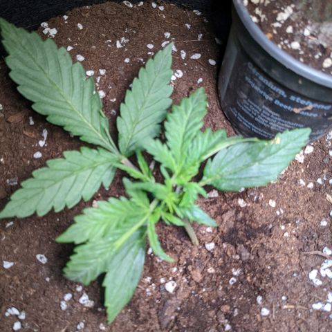 Green Poison XL Auto - LST auf Südbalkon growlog timeline photo