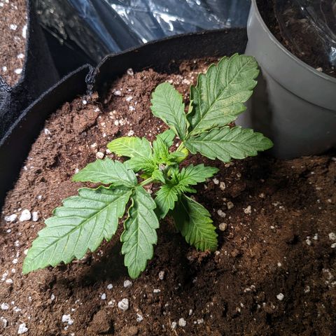 Cream Mandarine XL Auto - 1. Versuch Top und LST auf Südbalkon  growlog timeline photo