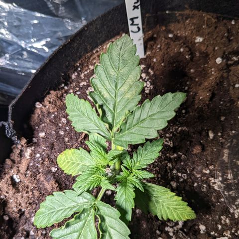 Cream Mandarine XL Auto - 1. Versuch Top und LST auf Südbalkon  growlog timeline photo
