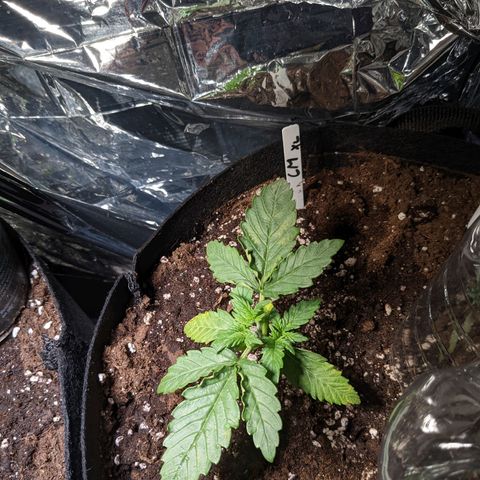 Cream Mandarine XL Auto - 1. Versuch Top und LST auf Südbalkon  growlog timeline photo