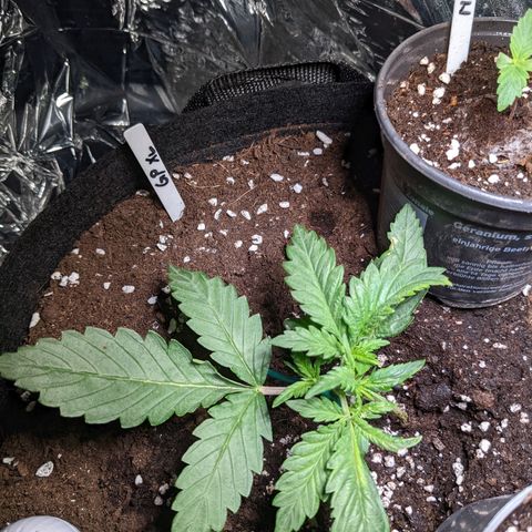 Green Poison XL Auto - LST auf Südbalkon growlog timeline photo