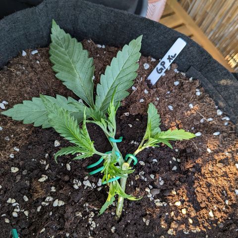 Green Poison XL Auto - LST auf Südbalkon growlog photo: 1. Mal Sonne und LST