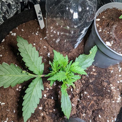 Green Poison XL Auto - LST auf Südbalkon growlog photo: 1. Mal Sonne und LST