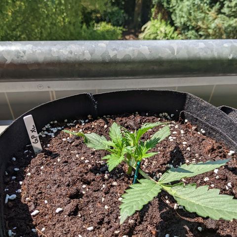 Green Poison XL Auto - LST auf Südbalkon growlog photo: 1. Mal Sonne und LST