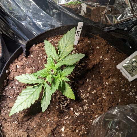 Cream Mandarine XL Auto - 1. Versuch Top und LST auf Südbalkon  growlog photo: 1. Sonne + LST