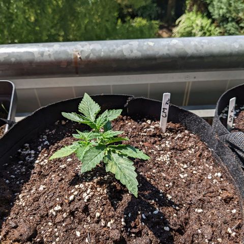 Cream Mandarine XL Auto - 1. Versuch Top und LST auf Südbalkon  growlog photo: 1. Sonne + LST