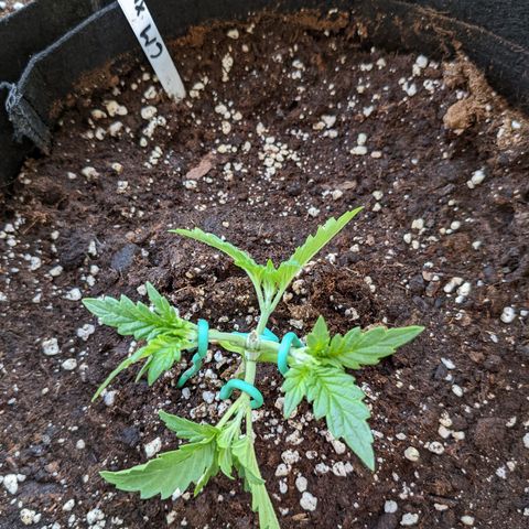 Cream Mandarine XL Auto - 1. Versuch Top und LST auf Südbalkon  growlog timeline photo