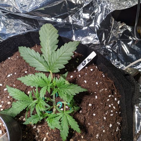 Green Poison XL Auto - LST auf Südbalkon growlog timeline photo