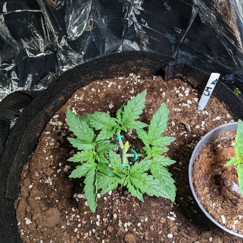 Cream Mandarine XL Auto - 1. Versuch Top und LST auf Südbalkon  growlog timeline photo