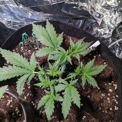 Green Poison XL Auto - LST auf Südbalkon growlog timeline photo