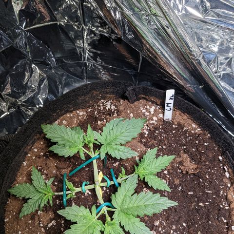 Cream Mandarine XL Auto - 1. Versuch Top und LST auf Südbalkon  growlog timeline photo