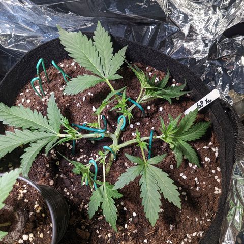 Green Poison XL Auto - LST auf Südbalkon growlog timeline photo