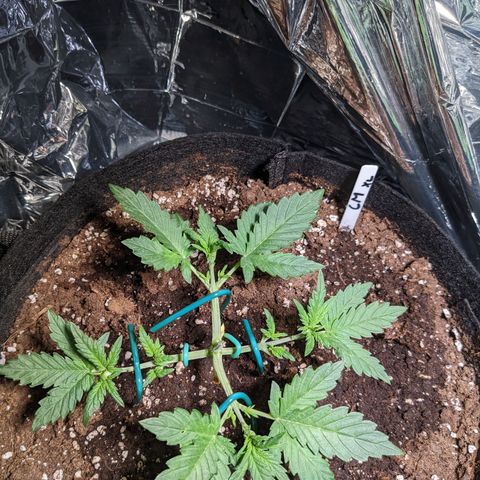 Cream Mandarine XL Auto - 1. Versuch Top und LST auf Südbalkon  growlog timeline photo