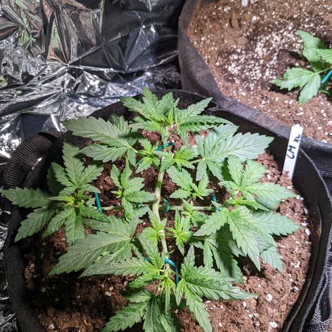 Cream Mandarine XL Auto - 1. Versuch Top und LST auf Südbalkon  growlog timeline photo