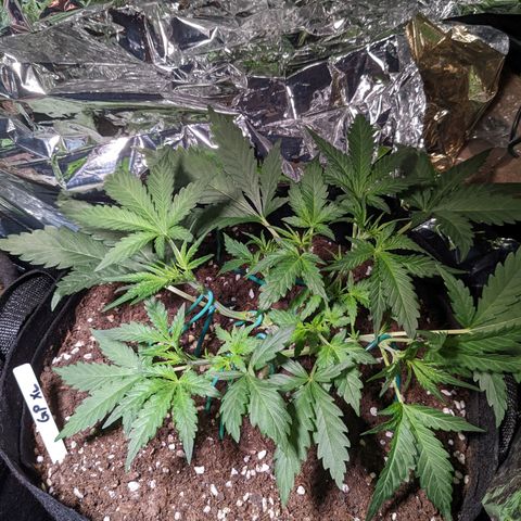 Green Poison XL Auto - LST auf Südbalkon growlog timeline photo
