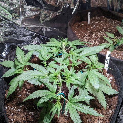 Cream Mandarine XL Auto - 1. Versuch Top und LST auf Südbalkon  growlog timeline photo