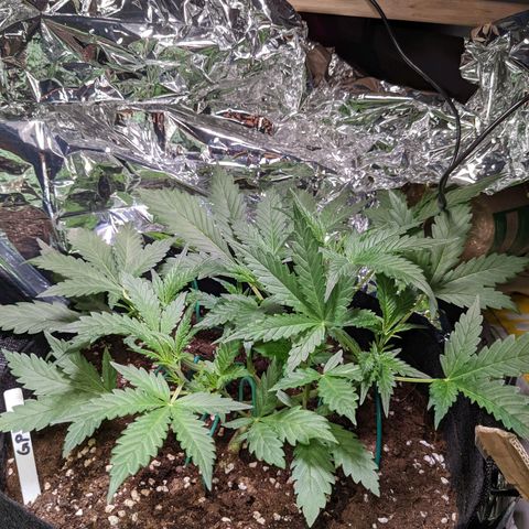 Green Poison XL Auto - LST auf Südbalkon growlog timeline photo