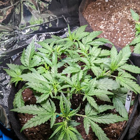Cream Mandarine XL Auto - 1. Versuch Top und LST auf Südbalkon  growlog timeline photo