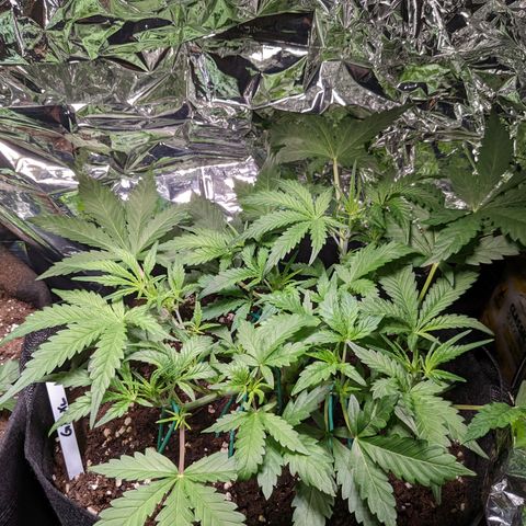 Green Poison XL Auto - LST auf Südbalkon growlog timeline photo