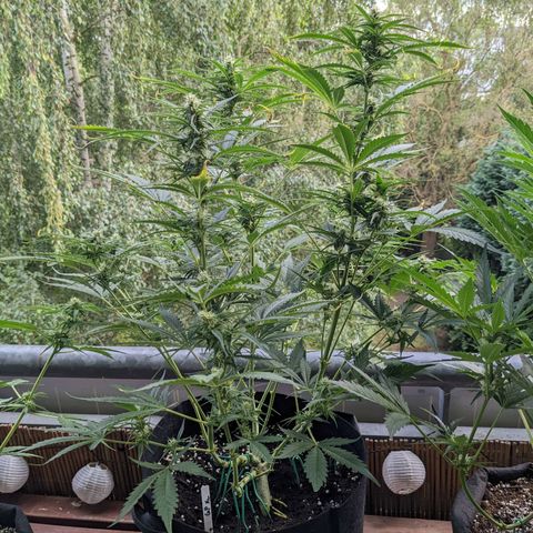 Green Poison XL Auto - LST auf Südbalkon growlog timeline photo
