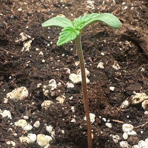 Quick One #1 growlog timeline photo