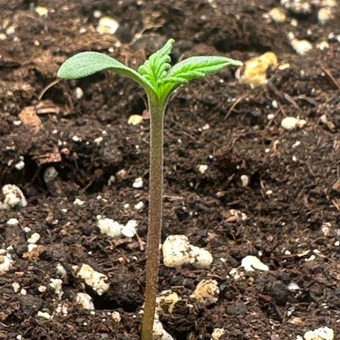 Quick One #2 growlog timeline photo