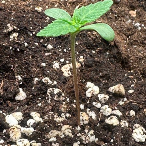 Quick One #1 growlog timeline photo