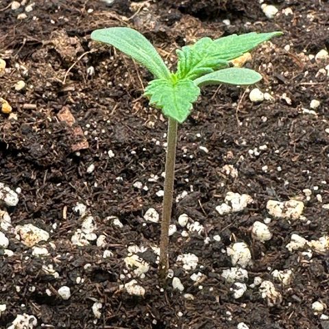 Quick One #2 growlog timeline photo