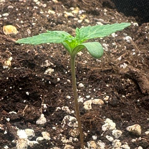 Quick One #1 growlog timeline photo