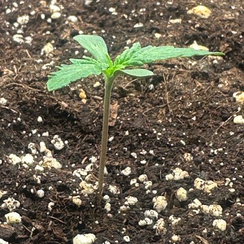 Quick One #2 growlog timeline photo