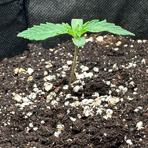 Quick One #1 growlog timeline photo