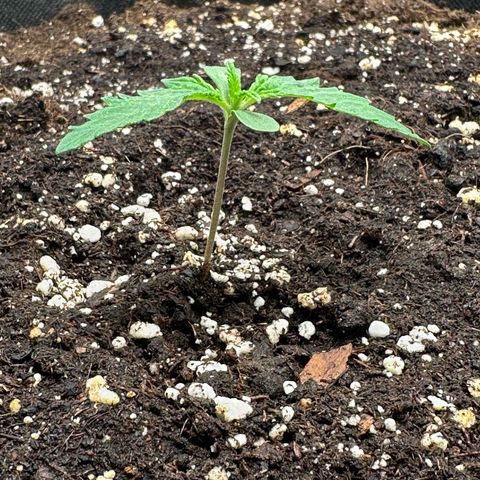 Quick One #2 growlog timeline photo