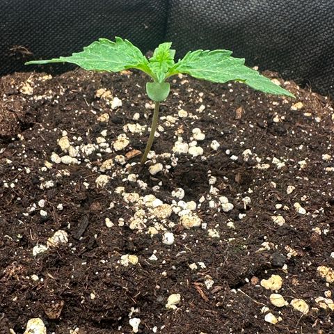 Quick One #1 growlog timeline photo