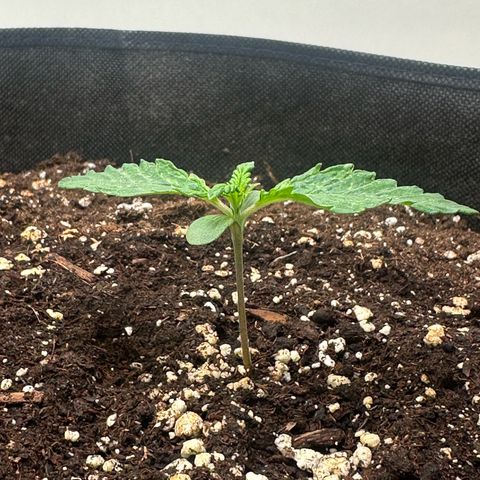 Quick One #2 growlog timeline photo