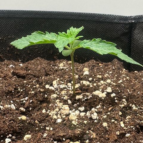 Quick One #1 growlog timeline photo
