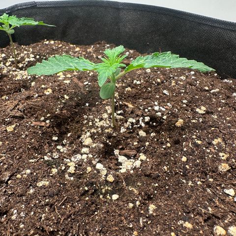 Quick One #2 growlog timeline photo