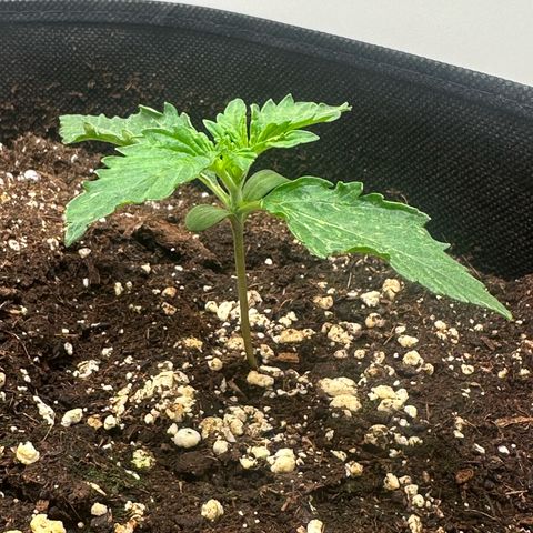 Quick One #1 growlog timeline photo