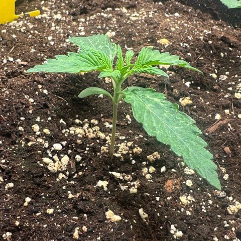 Quick One #2 growlog timeline photo