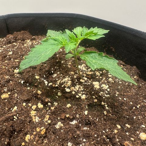 Quick One #1 growlog timeline photo