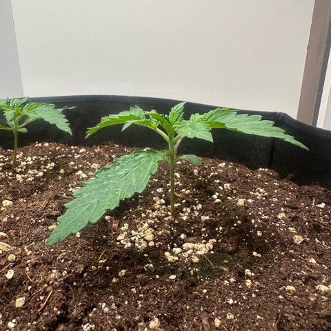 Quick One #2 growlog timeline photo