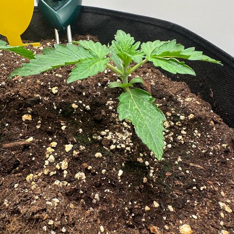 Quick One #1 growlog timeline photo