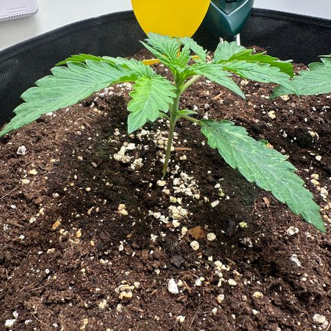 Quick One #2 growlog timeline photo