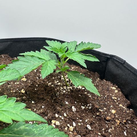 Quick One #1 growlog timeline photo