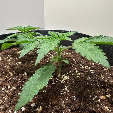 Quick One #2 growlog timeline photo