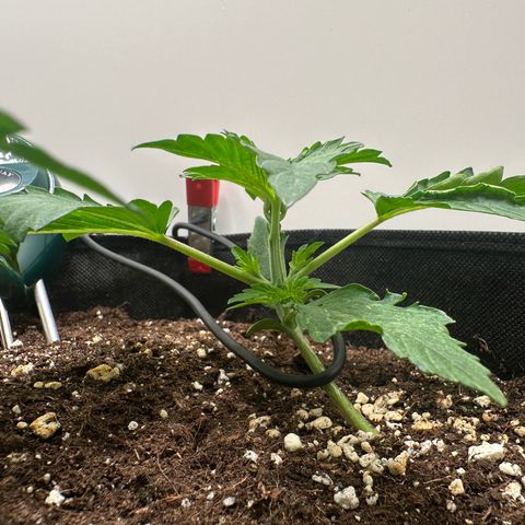 Quick One #1 growlog timeline photo