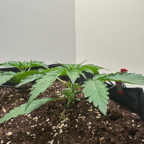 Quick One #2 growlog timeline photo
